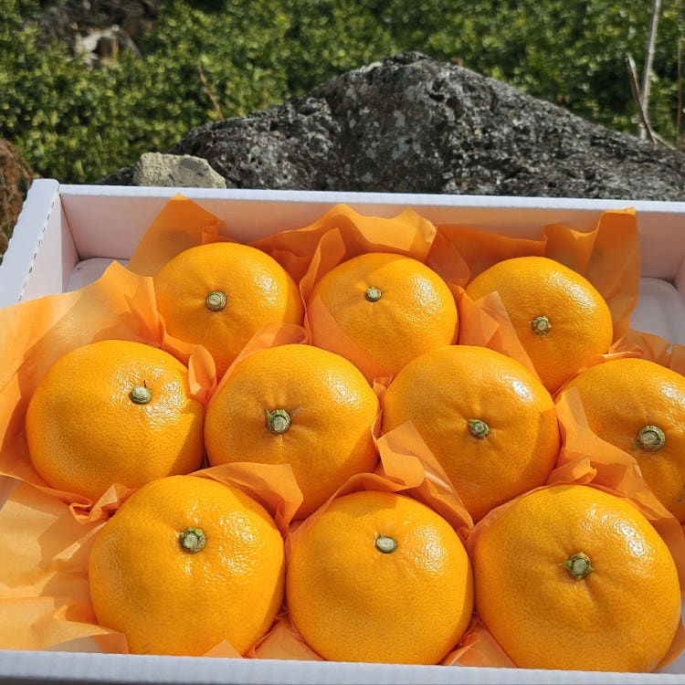 제주 천혜향